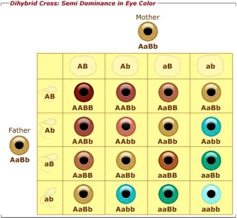 8 Best Eye Color Chart Genetics Images In 2020 Eye Color Chart Eye