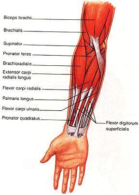 Gross anatomy of muscles of arm including deltoid, supraspinatus, infraspinatus, subscapularis, coracobrachialis, biceps brachii, brachealis, triceps. The flexor carpi ulnaris (FCU) muscle is a muscle of the ...