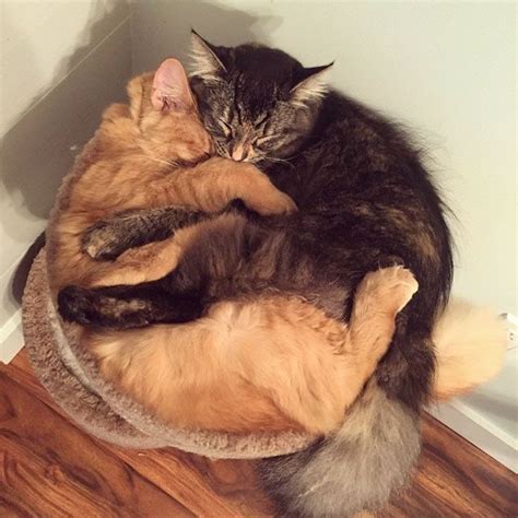 Two Cats Cuddle Together In A Cat Bed On The Floor Next To A Wall