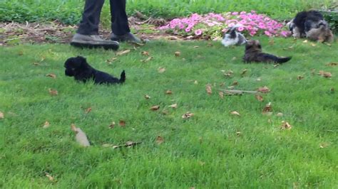 The havanese is a breed of dog of the bichon type developed from the now extinct bichon tenerife, which was introduced to the canary islands by the spanish. Havanese Puppies For Sale - YouTube