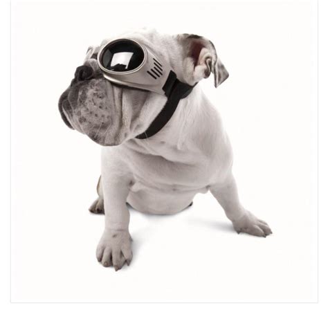 Doggles Originalz Eye Protection Your Pet Deserves The Very Best