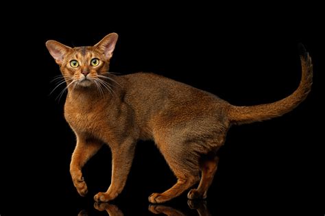 Abyssinian Breed Info And Advice Zooplus Magazine