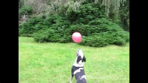 Sar Dogcz Catahoula Dog And Balls Youtube