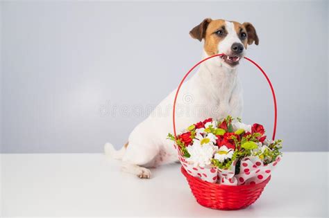 Retrato De Doggy Jack Russell Terrier Con Una Canasta Roja Con Huevos
