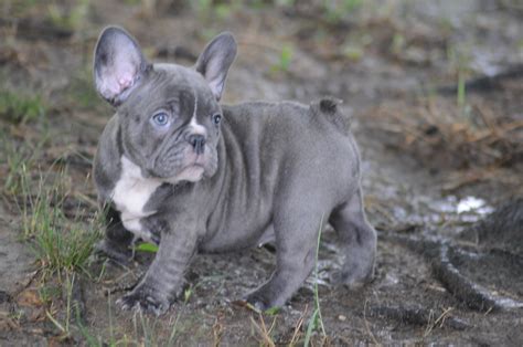 Brindle frenchtons (french bulldog/boston terrier) puppies. Blue Brindle Female for sale! - Blue French Bulldogs by ...