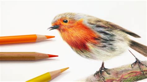 How To Draw Feathers With Colored Pencil Youtube