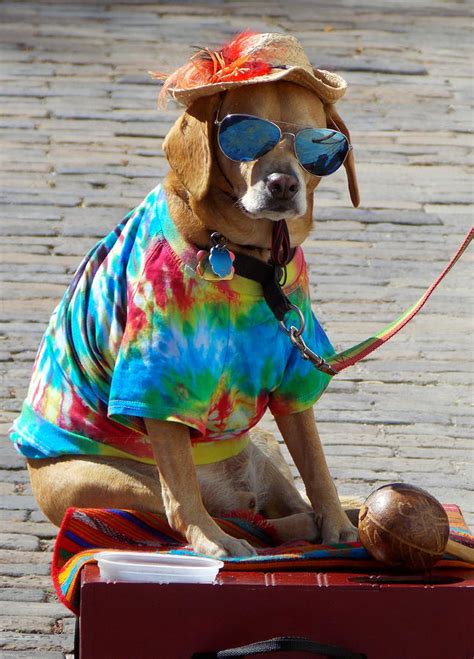 Cool Dude Dog 1 Photograph By Sheri Mcleroy Fine Art America