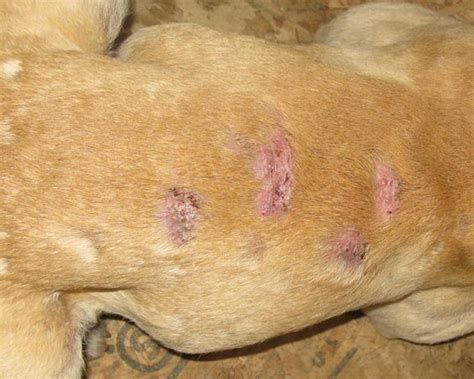 25 Unique Can You See Mites On Dogs - Demodectic Mange