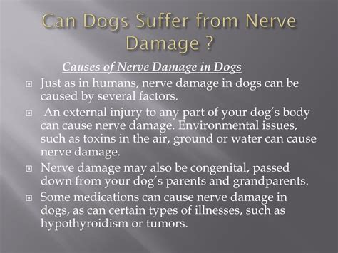 Ppt Can Dogs Suffer From Nerve Damage Powerpoint Presentation Free