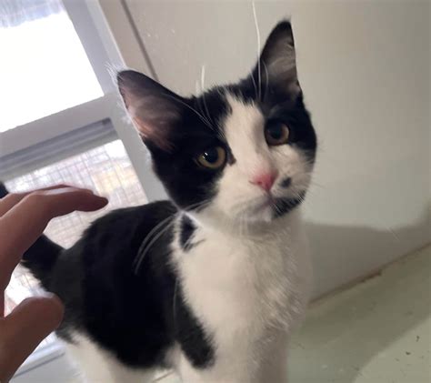 Marilyn adopted 1-14-22 - The Cat House Feline Sanctuary, Inc.