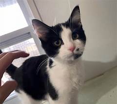 The Feline Sanctuary: Exploring The Safe And Loving Environment Of Cat Rescue Champaign Il