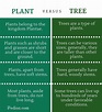two different types of plants with the words plant versus tree on each ...