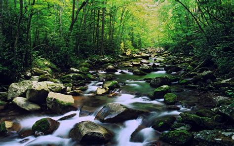 Mountain River Rocky Riverbed Stones Green Moss Forest With Green Trees