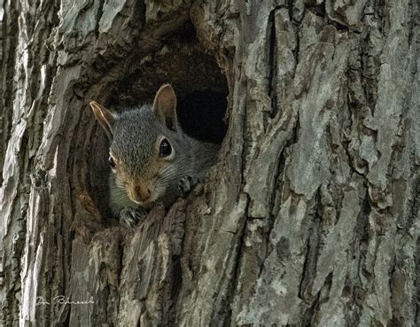 Squirrel In Tree Hole Squirrel In Tree Hole Ottsville Flickr