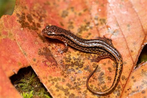 Southern Two Lined Salamander South Carolina Partners In Amphibian
