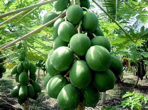 growing papaya tree how to grow papaya in a container