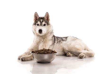 Looking for the best dog food for huskies? Top 6 Best Dog Foods For Huskies in 2019 | DogStruggles