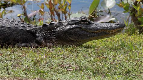 American Alligator At Shark Valley Of Everglades National Park