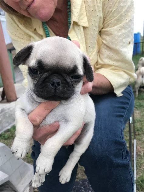 Puppyfinder.com is your source for finding an ideal pug puppy for sale near chicago, illinois, usa area. Pug Puppies For Sale | Illinois 59, Antioch Township, IL #296122