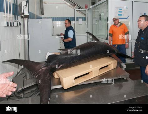 Fishermen Weigh Swordfish Xiphias Gladius Caught On Long Line Fishing