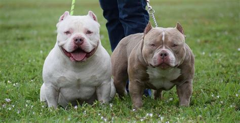 Merle tri american bully pitbull or merle is not recognized by ukc only registerable thru abkc. News | Micro Bully for Sale | Extreme American Bully ...