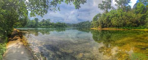 Central catchment nature reserve, сингапур. MacRitchie Reservoir Park: Hiking Experience In Singapore