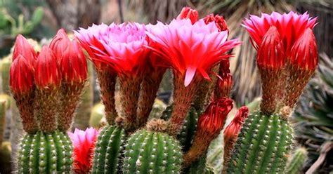 The plant requires less water during these months and should be watered less often or not watered thoroughly if growing in an area with high moisture content than its natural habitat. Life cycle of a cactus | eHow UK