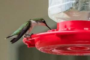How to make hummingbird nectar. Homemade Hummingbird Nectar (Food Sugar Water Ratio ...