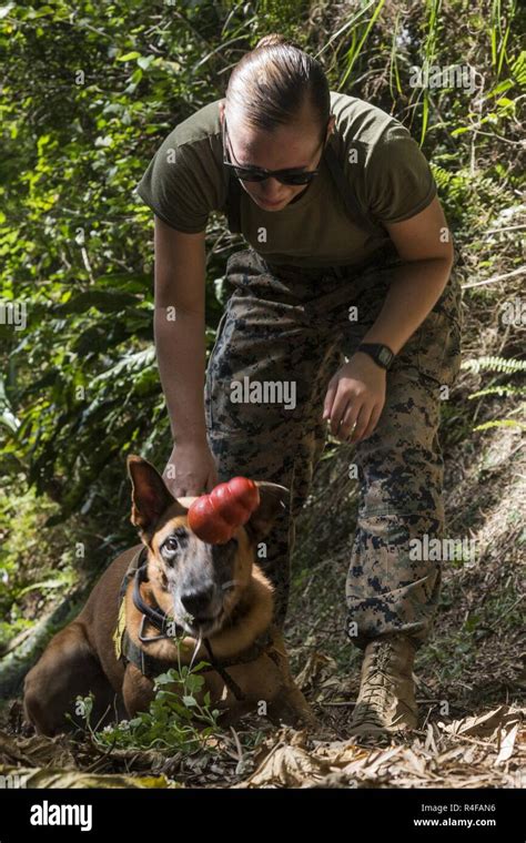 Us Marine Cpl Jenna Cauble Dog Handler With Provost Marshalls
