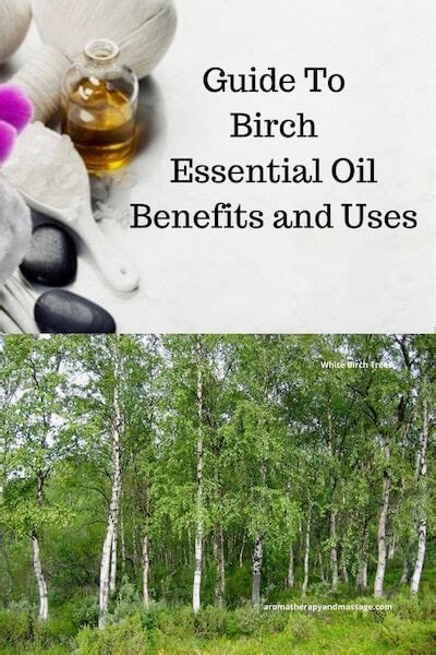 Birch Essential Oil Benefits And Uses In Aromatherapy