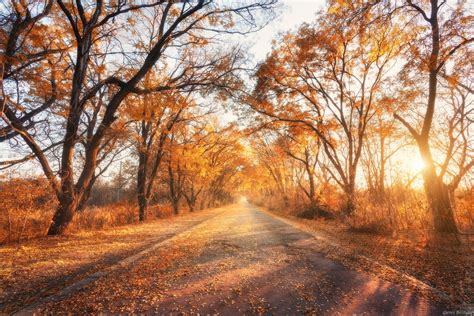 Autumn Forest With Country Road At Sunset Autumn Forest With Country