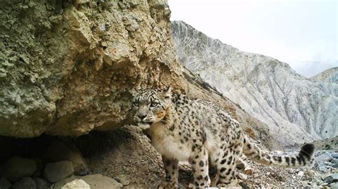 Rare Snow Leopards Caught On Camera In Tibet Reserve For The First Time