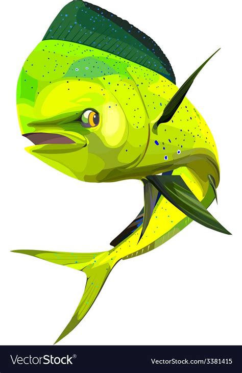 Dorado Fish In Vector File Format Download A Free Preview Or High