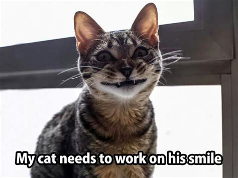 Grinning Cat Funny Animal Pictures Funny Cats Silly Cats