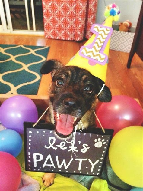 Pin By Juliana Azevedo On Happy Birthday To You Dog Birthday Puppy