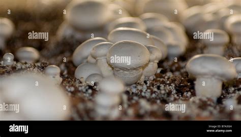 Cluster Of Edible Mushrooms Agaricus Bisporus In An Intensive Farming