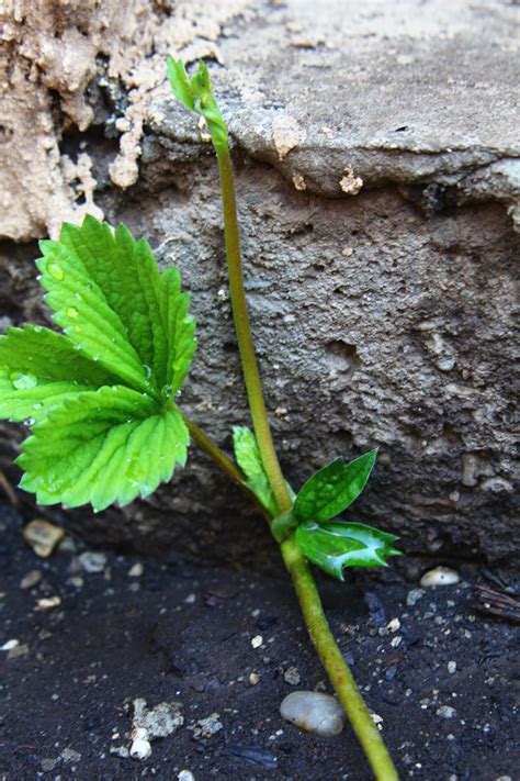 Strawberry Plant Care Easy Tips For The Ultimate Beginner Gardener