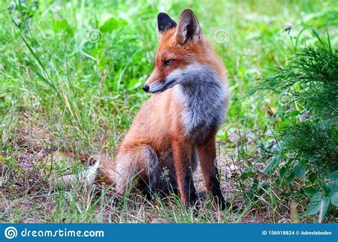 Young Wild Red Fox On Green Grass Stock Photo Image Of Beast