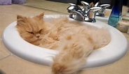《洗手台的貓》照片集 喜歡狹小空間是貓星人的天性ww | 宅宅新聞