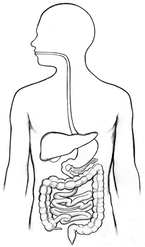 Digestive System Diagram Unlabelled Diy Color Burst