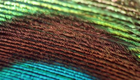 Macro Of A Peacock Feather Macro Peacock Feather Peacock