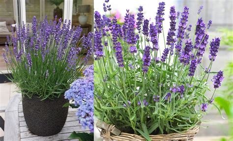 Growing Lavender When Where And How To Grow Lavender