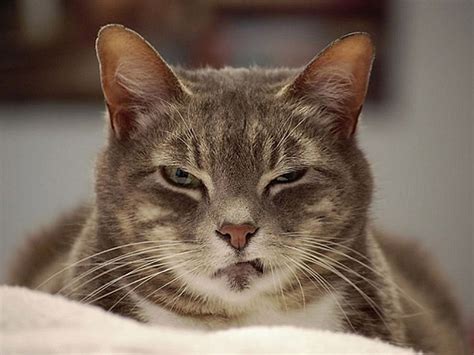 Hilarious Photos Of Cats With Very Angry Faces Daily Mail Online