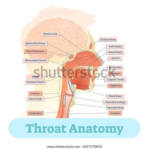 Throat Anatomy Vector Illustration Diagram Educational Stock Vector