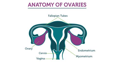 For very early stage cancer that hasn't spread beyond one ovary, surgery may involve removing the affected ovary and its fallopian tube. Ovarian Cancer - World Ovarian Cancer Day