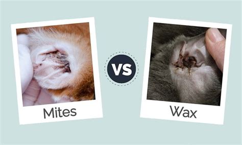 Dog Ear Mites Vs Ear Wax How To Spot The Difference 9gag