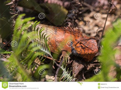 Agamidchangeable Lizard Hong Kong Stock Photo Image Of Woodland