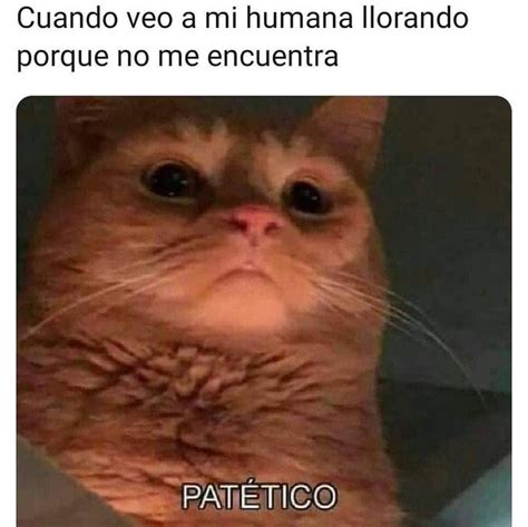 Memes De Gatos Llorando 2020 La Popular Gata Que Siempre Parec A Estar