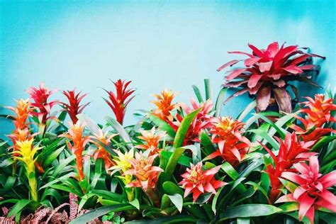 9 Types Of Bromeliads For Growing Indoors