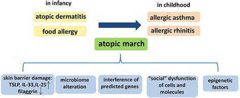Frontiers Research Progress In Atopic March